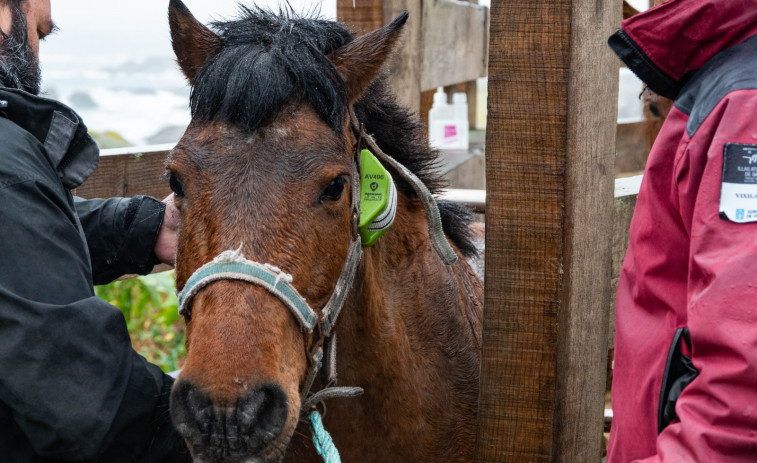 La Xunta pone en marcha un programa pionero de seguimiento por GPS de la población de caballos en Sálvora
