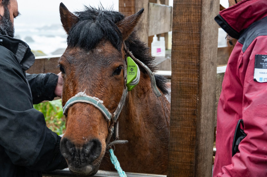 La Xunta pone en marcha un programa pionero de seguimiento por GPS de la población de caballos en Sálvora