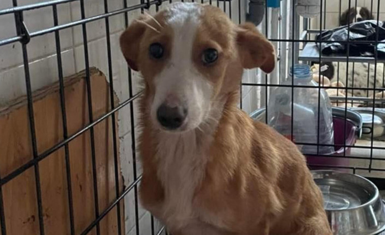 El Refugio de Cambados, abarrotado ante el abandono de mascotas este verano