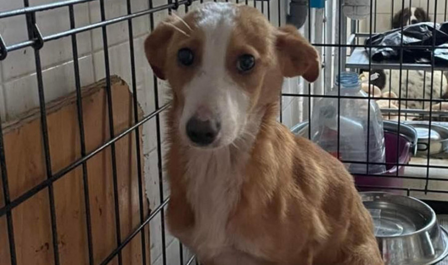 El Refugio de Cambados, abarrotado ante el abandono de mascotas este verano