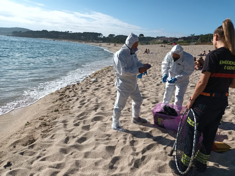 Emerxencias pide no manipular ejemplares de mascato tras dos casos de gripe aviar en Galicia