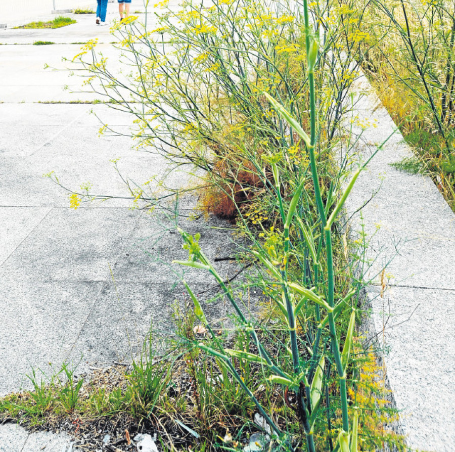 Pura naturaleza en pleno centro urbano