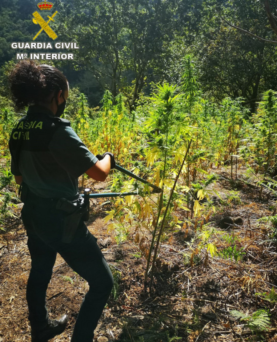 Desmantelan en Cerdedo-Cotobade una de las mayores plantaciones de marihuana en Galicia