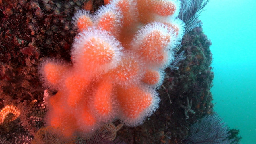 Los fondos marinos de las Illas Atlánticas, en "muy buen estado de conservación"