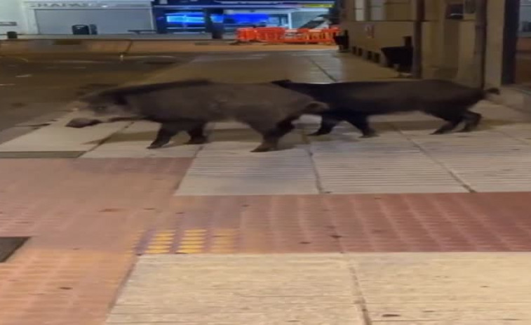 VÍDEO: Paseo nocturno de dos jabalíes por el centro de Vilagarcía