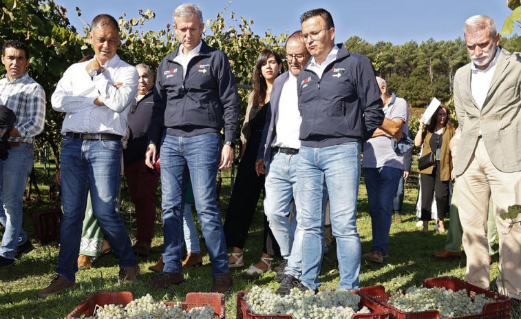 La vendimia esprinta en O Salnés  con 18 millones de kilos ya recogidos