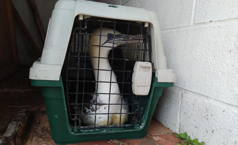 La Xunta detecta un nuevo caso de gripe aviar en un mascato encontrado en Corrubedo