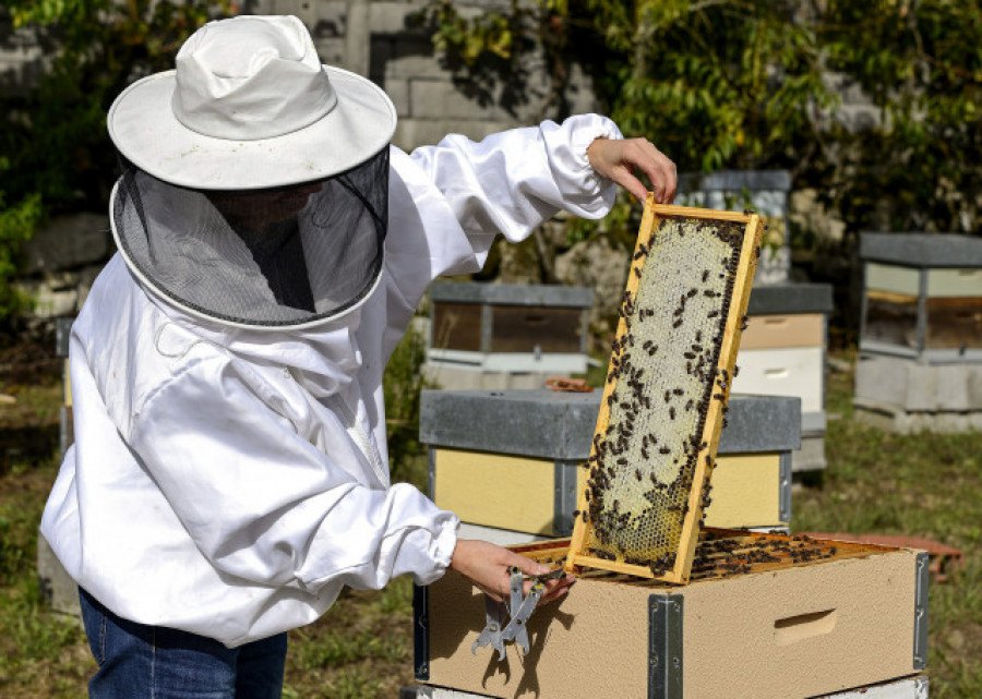 La Xunta aporta el 25% de una partida de 1,4 millones en ayudas a apicultores