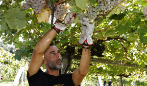 Rías Baixas supera los 34 millones de kilos de uva recogidas de 178 bodegas