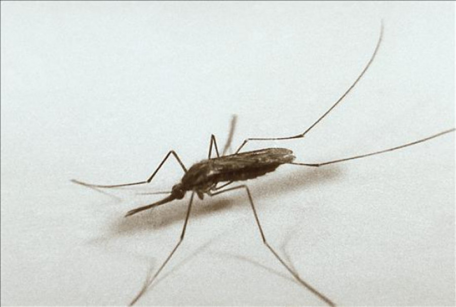 China desecha la propuesta de eliminar todos los mosquitos por "no ser factible"