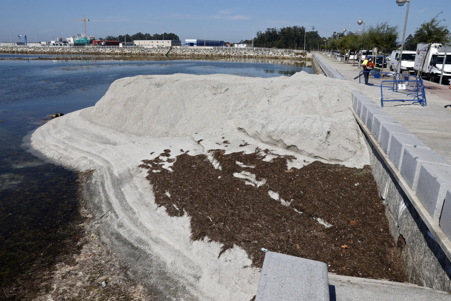 La Cofradía de Cambados regenera Ribeira de Fefiñáns para ganar 20.000 metros cuadrados de zonas productivas