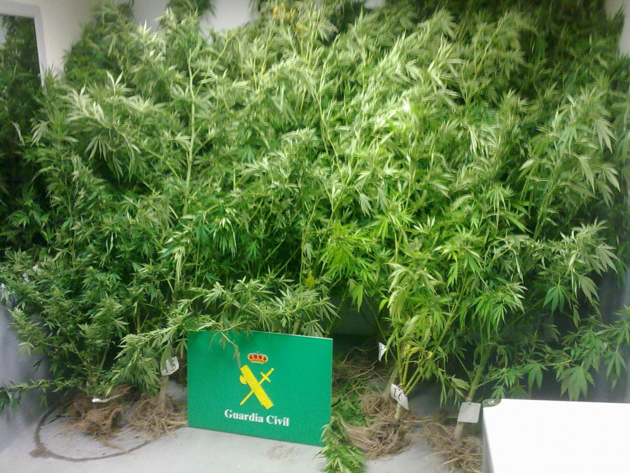 Ravella da uso a material eléctrico de una plantación de cannabis