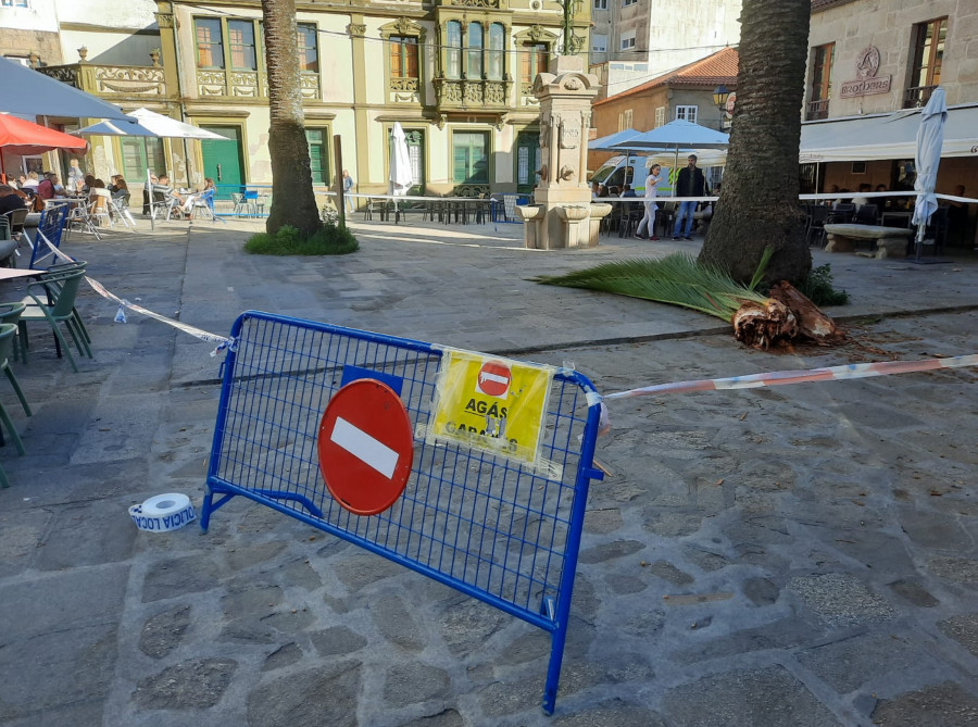 Cambados desaloja una zona de terrazas tras caer una pesada rama de palmera sobre un hombre