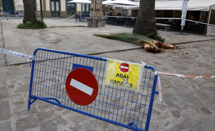 El Concello salva sus palmeras con tratamientos y podas y deja de atender las del paseo de Portos
