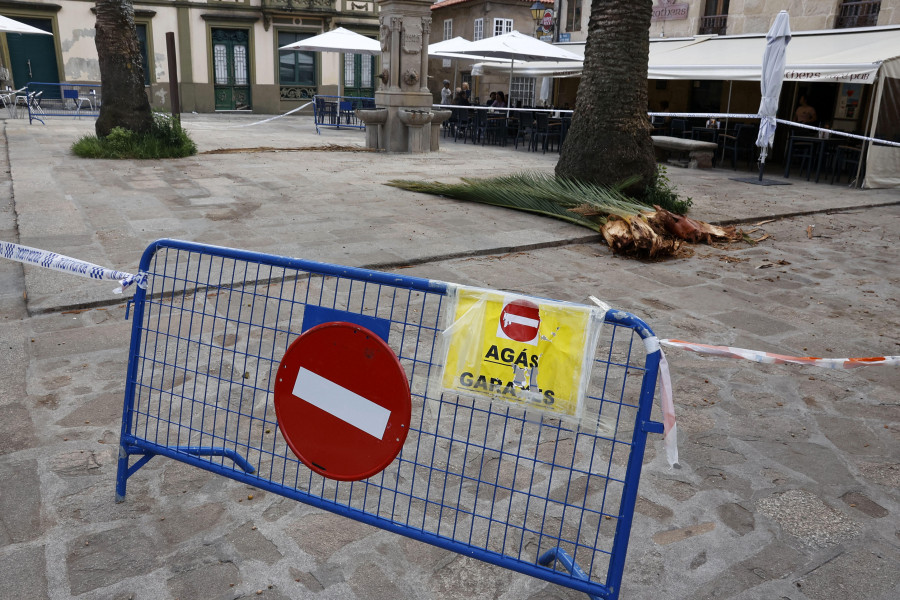 El Concello salva sus palmeras con tratamientos y podas y deja de atender las del paseo de Portos