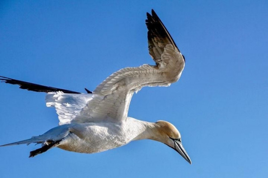 Detectan tres casos de gripe aviar en aves silvestres en Sanxenxo y en Vigo