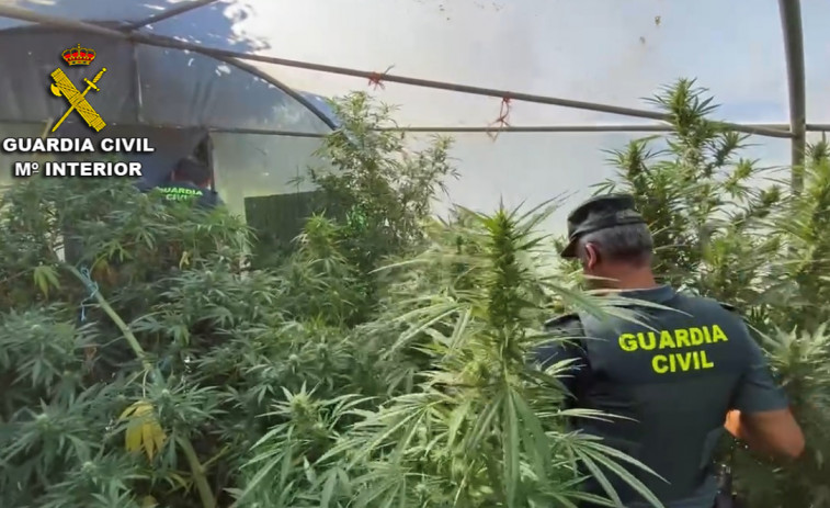 La Guardia Civil decomisa plantaciones de marihuana en Sanxenxo, Cambados, Cuntis y Caldas