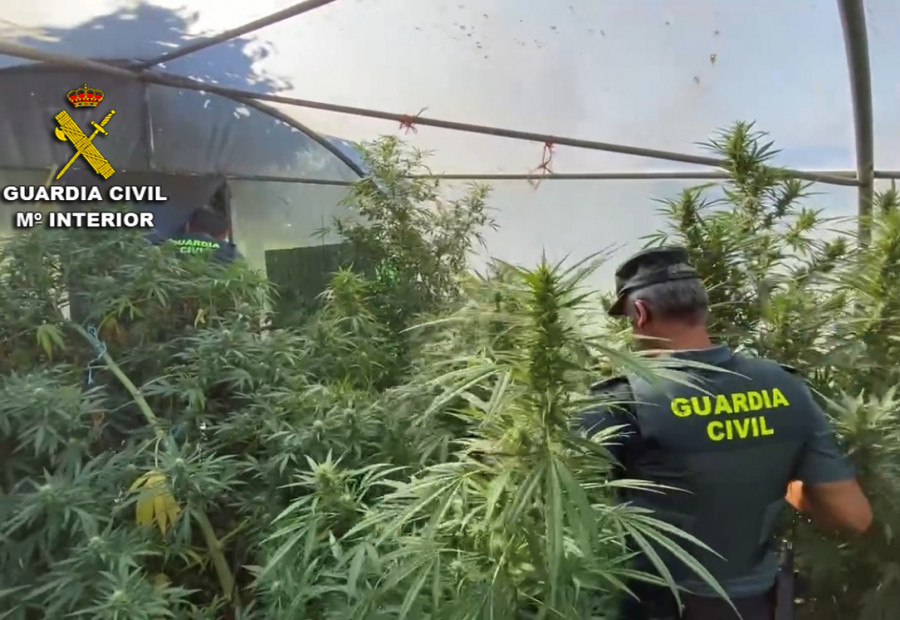 La Guardia Civil decomisa plantaciones de marihuana en Sanxenxo, Cambados, Cuntis y Caldas