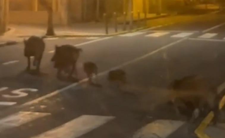 Alarma social en Rianxo por la presencia de manadas con un gran número de jabalíes por el centro de la villa