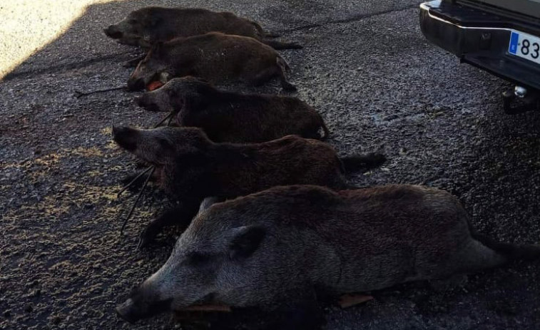 Una batida en el Tecor de Rianxo tratará de hacer frente a los recientes daños ocasionados por los jabalíes