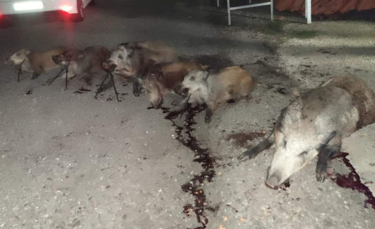 La última batida de jabalíes con 27 cazadores en Rianxo concluyó con la captura de ocho ejemplares