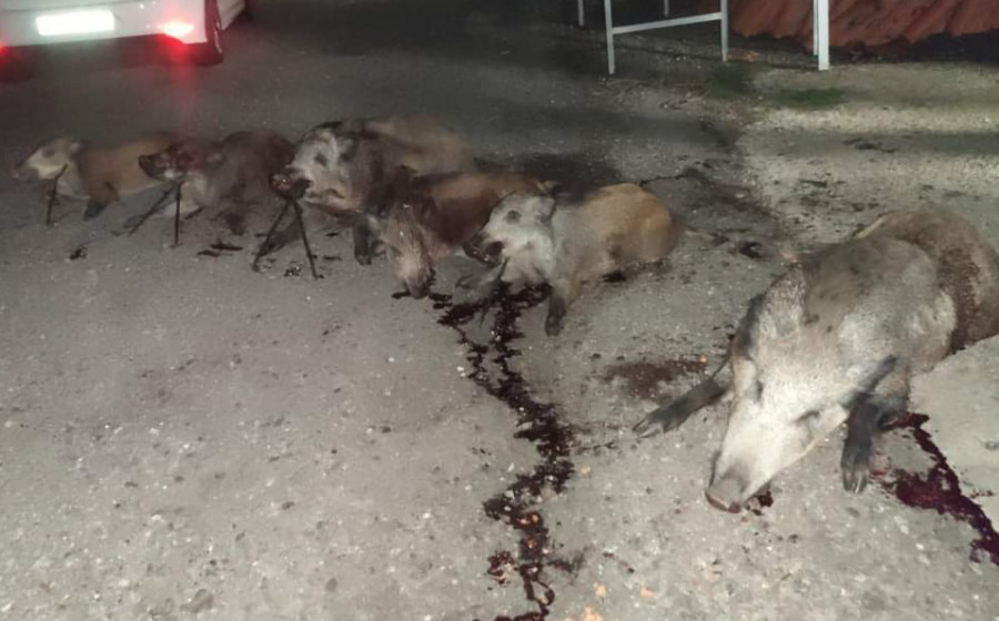 La última batida de jabalíes con 27 cazadores en Rianxo concluyó con la captura de ocho ejemplares