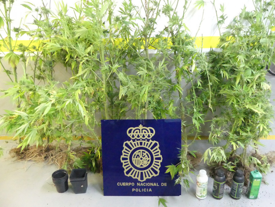 Un policía fuera de servicio descubre una plantación de marihuana en Vilagarcía