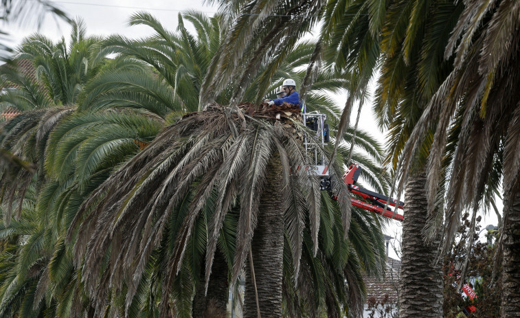 El Concello de Cambados comienza el tratamiento de las palmeras, excepto las del Paseo da Calzada