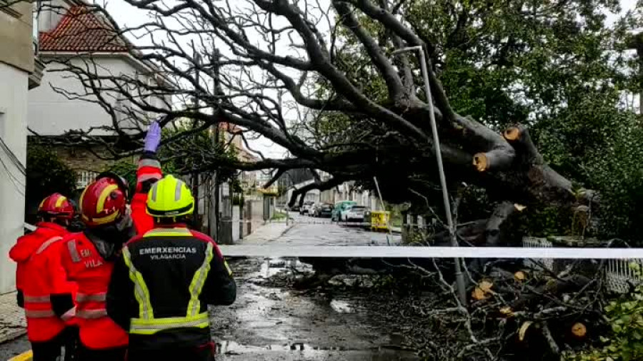 VÍDEO: Un árbol de grandes dimensiones cae sobre un coche en Carril tras ser arrancado por el temporal