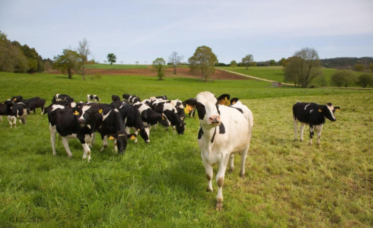 Confirman la muerte de nueve vacas en Rois tras ingerir burundanga