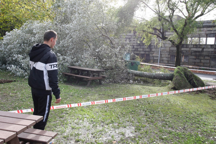 Beatrice azota la comarca con caídas de árboles e inundaciones de calles