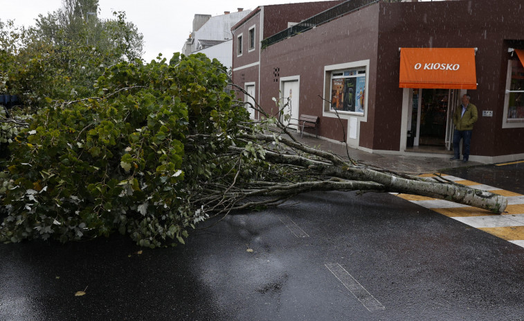 El temporal fuerza una tala de árboles  con riesgo de desplome en Vilanova