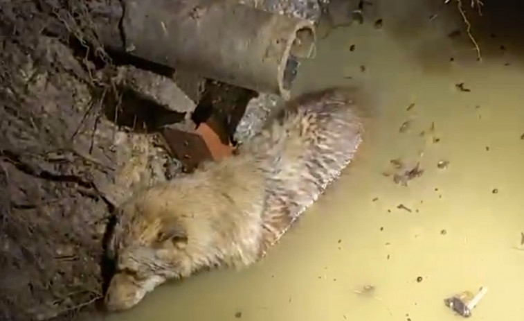 Rescatan de una fosa séptica en una finca de Lesón a una perra que llevaba dos días desaparecida