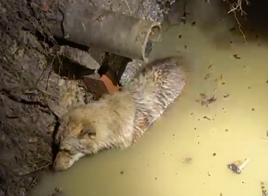 Rescatan de una fosa séptica en una finca de Lesón a una perra que llevaba dos días desaparecida