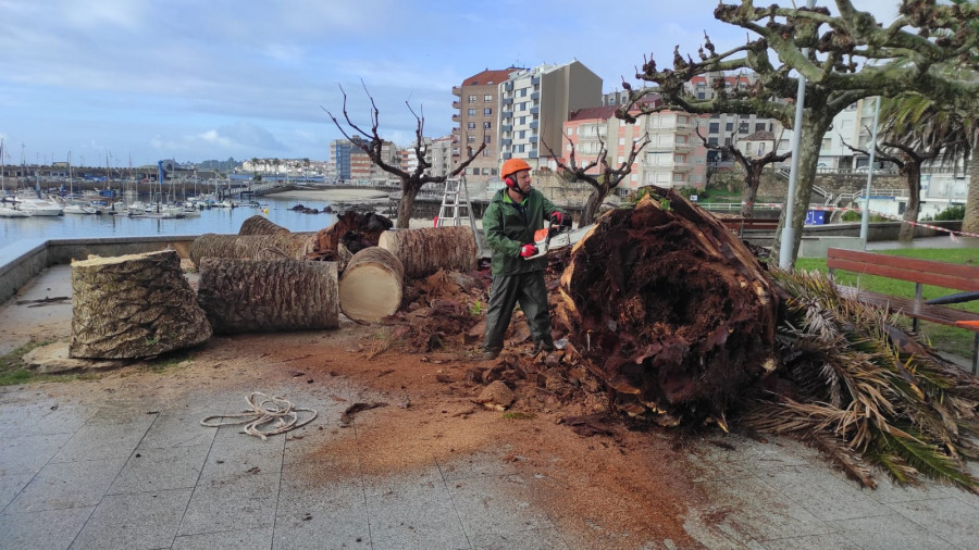 Sanxenxo tala varias palmeras en el parque de Panadeira afectadas por la plaga del picudo rojo