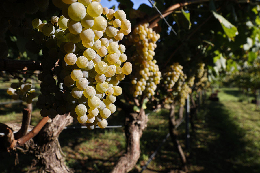 Vega Sicilia adquirirá bodega en Rías Baixas para elaborar vinos con Albariño