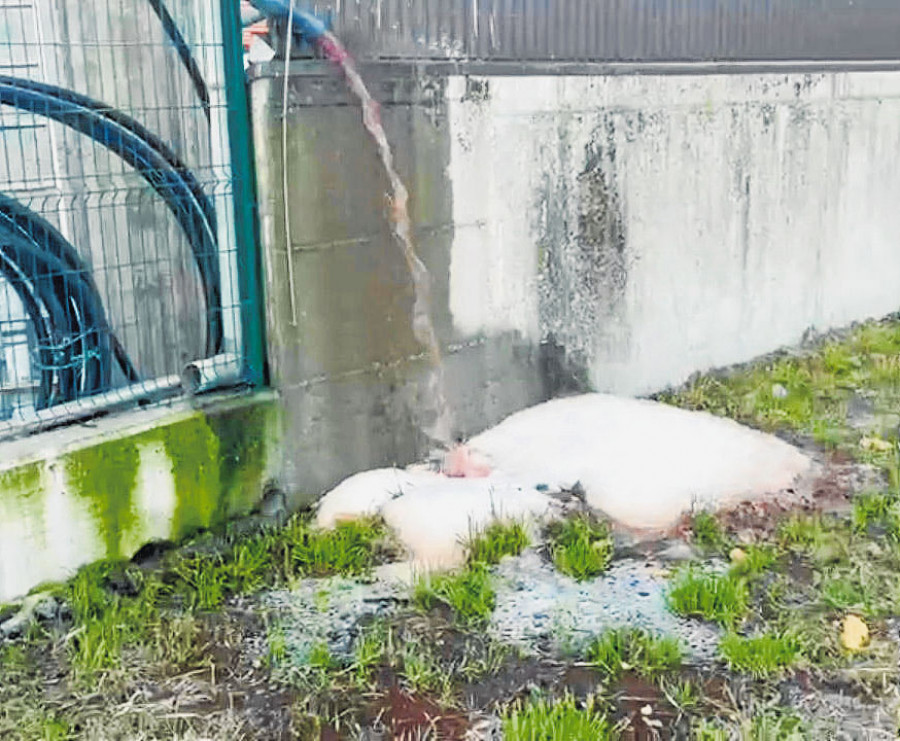 La Policía Local constata que el vertido del matadero de Ribeira era contaminante y no fue algo puntual