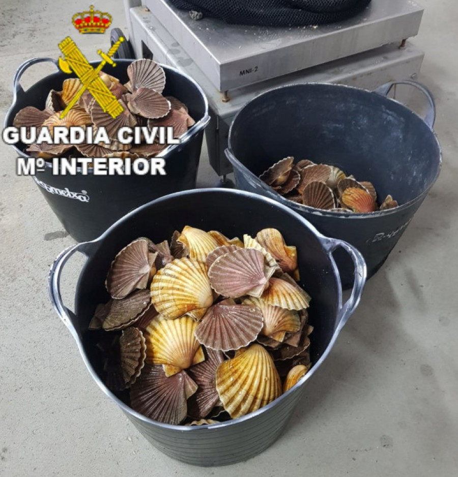 La Guardia Civil se incauta de 48 kilos de vieiras extraídas ilegalmente en A Pobra