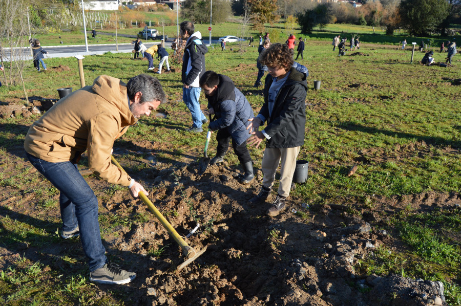 Escolares de Portonovo, Nantes y O Cruceiro plantan 90 árboles en la zona verde de O Revel