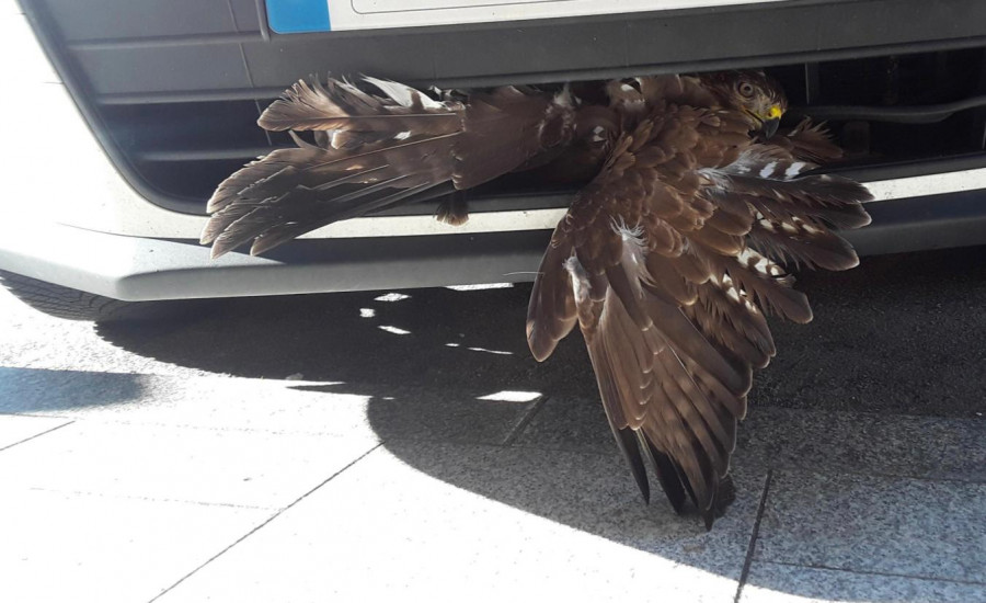 Rescatan un águila real que fue atropellada por un turismo en Vilagarcía