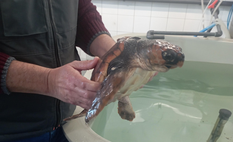 Nemiña, la tortuga encontrada malherida en Muxía que se recupera en A Illa