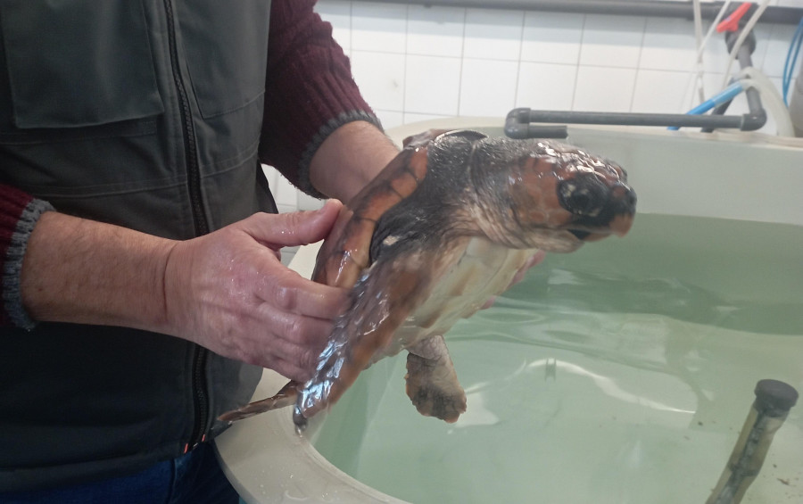 Nemiña, la tortuga encontrada malherida en Muxía que se recupera en A Illa