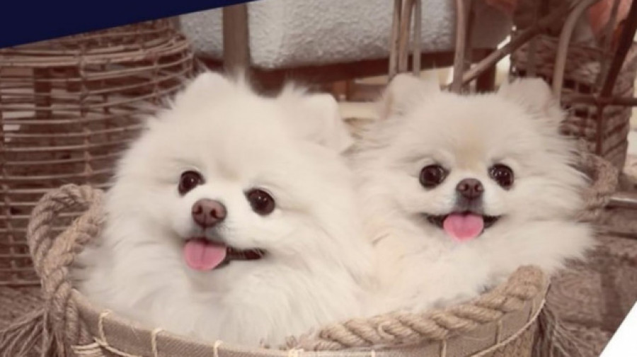 Gucci y Tiffany, los dos influencers pomerania estarán en 100x100mascota 2022