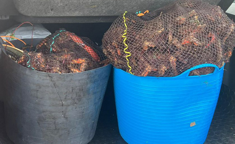 Denunciado un vecino de Palmeira al que se incautaron 38 kilos de centollas, 6 de nécoras y un bogavante muerto