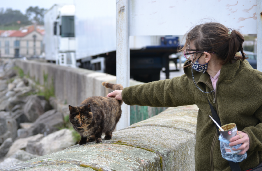 La campaña pionera de control de la población felina en Ribeira evitó el nacimiento de 288 gatos en la calle