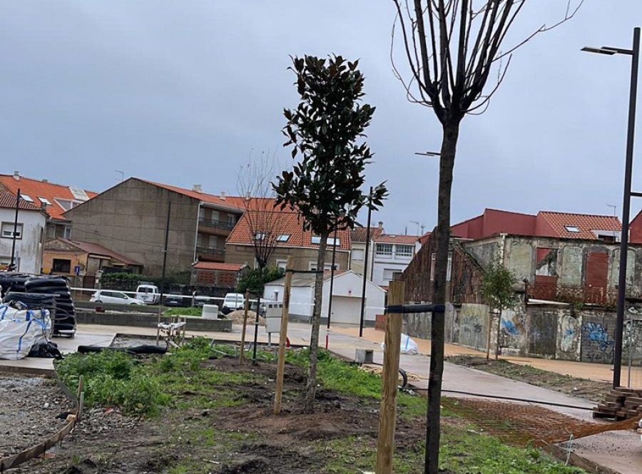 La plantación de árboles inicia la última fase de obra en la Praza de O Regueiro