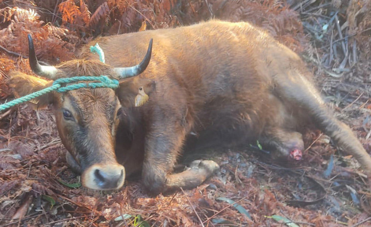 Localizan en una zona de monte a una vaca que causó un accidente de tráfico en la AC-302 en A Pobra