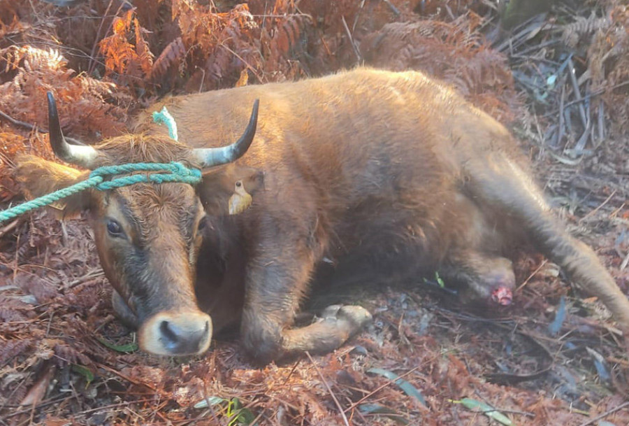 Localizan en una zona de monte a una vaca que causó un accidente de tráfico en la AC-302 en A Pobra