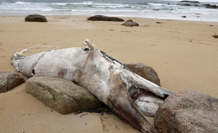 Una empresa especializada retirará el cadáver de la ballena varada en la playa de A Lanzada