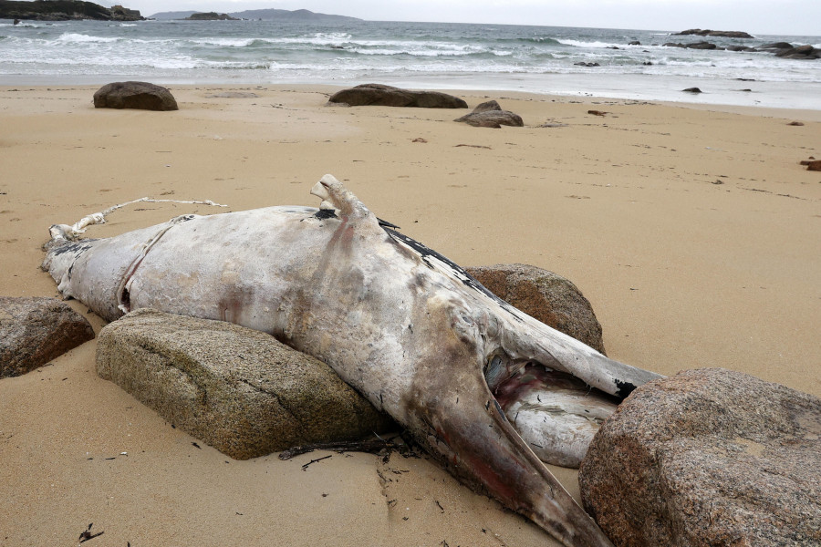 Una empresa especializada retirará el cadáver de la ballena varada en la playa de A Lanzada